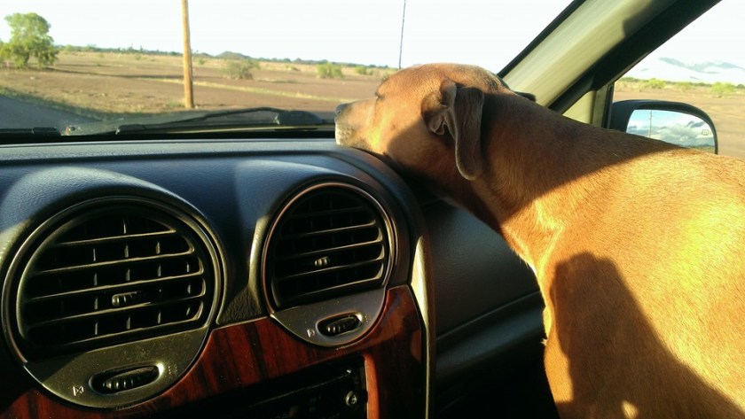 13006502_842080152840_491878697052279282_n